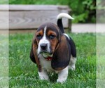 Small #1 Basset Hound