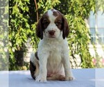 Small Photo #1 English Springer Spaniel Puppy For Sale in BIRD IN HAND, PA, USA