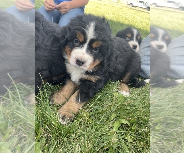 Medium Photo #3 Bernese Mountain Dog Puppy For Sale in FRANKTOWN, CO, USA