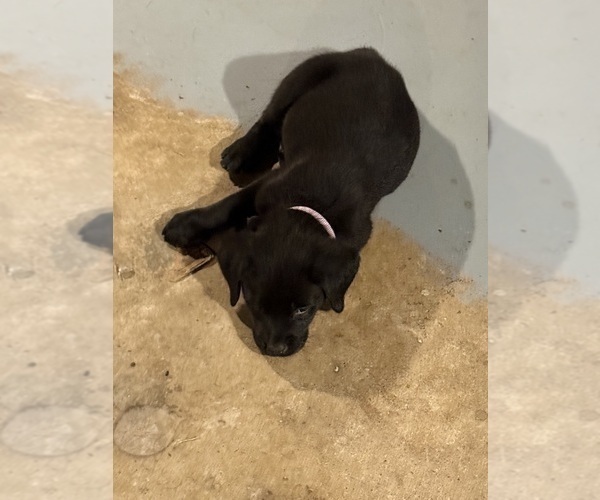 Medium Photo #1 Mastador Puppy For Sale in DAYTON, TN, USA