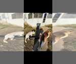 Small Photo #6 Wolf Hybrid Puppy For Sale in MARTINSVILLE, IN, USA