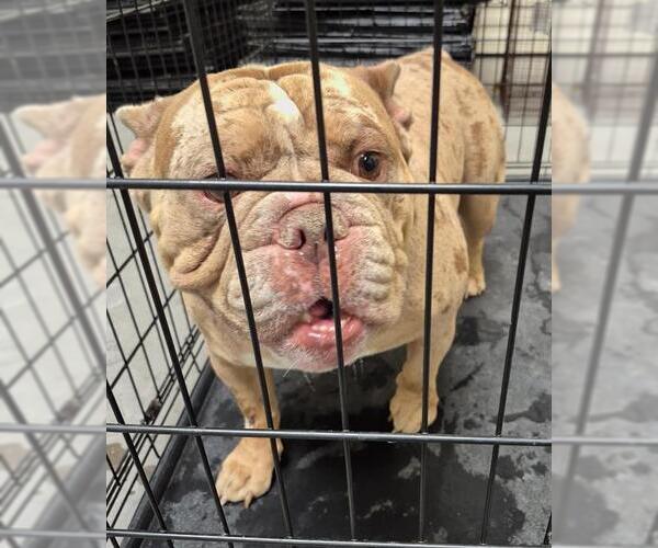Medium Photo #1 Free-Lance Bulldog Puppy For Sale in Las Vegas, NV, USA