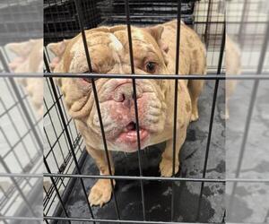 Free-Lance Bulldog Dogs for adoption in Las Vegas, NV, USA