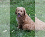 Small #7 Goldendoodle (Miniature)
