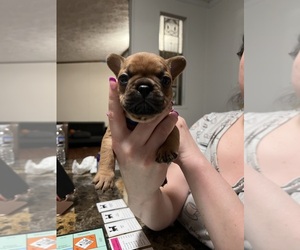 French Bulldog Puppy for Sale in YOUNGSVILLE, North Carolina USA