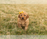 Small Photo #3 Goldendoodle (Miniature) Puppy For Sale in TOPEKA, IN, USA