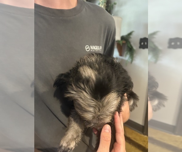 Medium Photo #4 F2 Aussiedoodle Puppy For Sale in BUSH, LA, USA