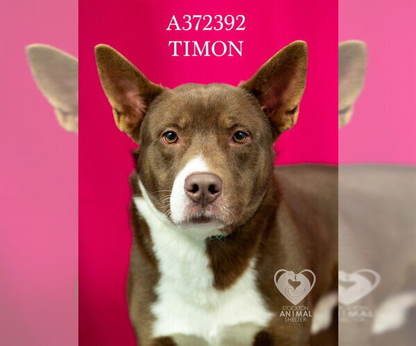 Medium Photo #3 Australian Kelpie-Unknown Mix Puppy For Sale in Stockton, CA, USA