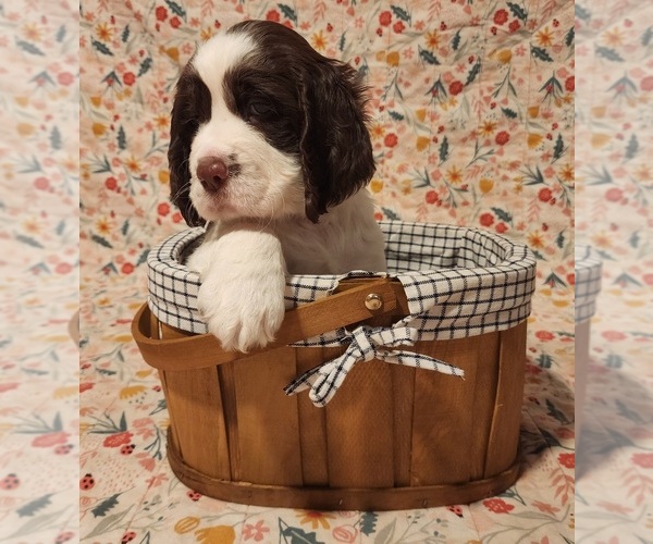 Medium Photo #2 English Springer Spaniel Puppy For Sale in WEST FULTON, NY, USA