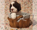 Small Photo #2 English Springer Spaniel Puppy For Sale in WEST FULTON, NY, USA