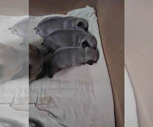 Pug Puppy for sale in CITY OF SPOKANE VALLEY, WA, USA