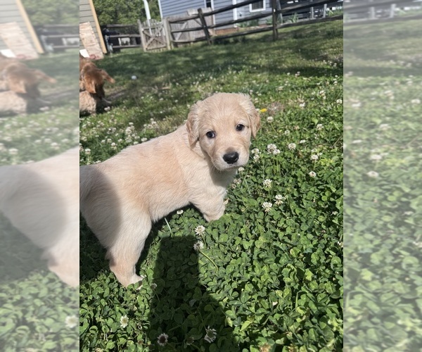 Medium Photo #8 Goldendoodle Puppy For Sale in MATTHEWS, NC, USA