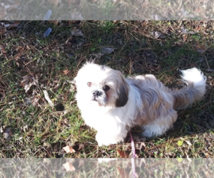 Father of the Shih Tzu puppies born on 05/16/2026