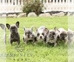 Small #1 French Bulldog