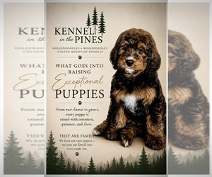 Bernedoodle Puppy for Sale in CENTURIA, Wisconsin USA