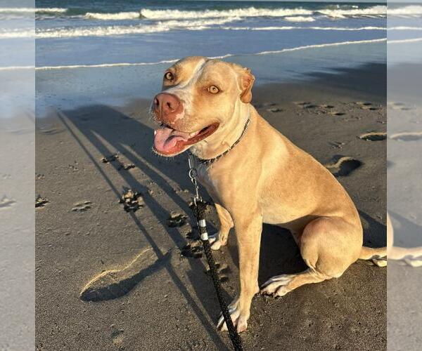 Medium Photo #1 American Staffordshire Terrier Puppy For Sale in Fort Pierce, FL, USA