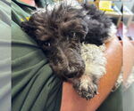 Small #2 Poodle (Miniature)