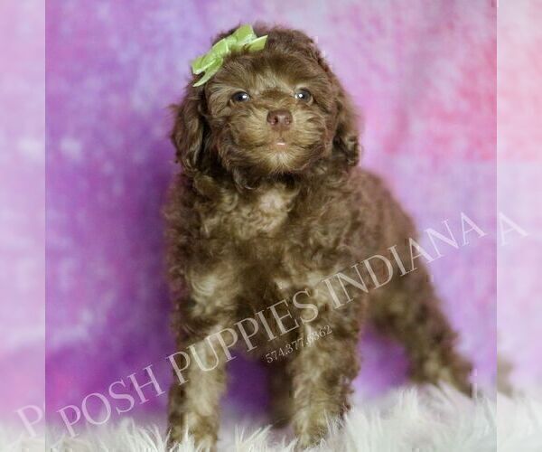 Medium Photo #126 Poodle (Miniature) Puppy For Sale in WARSAW, IN, USA