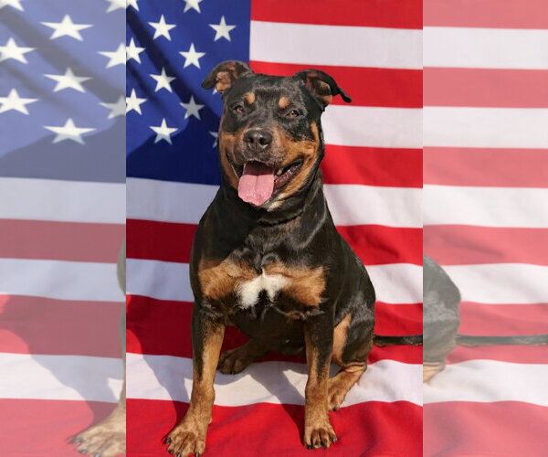 Medium Photo #4 Rottweiler-Unknown Mix Puppy For Sale in Talladega, AL, USA