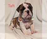 Puppy 3 Bulldog