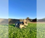 Small #10 French Bulldog