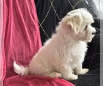 Small #4 Maltese