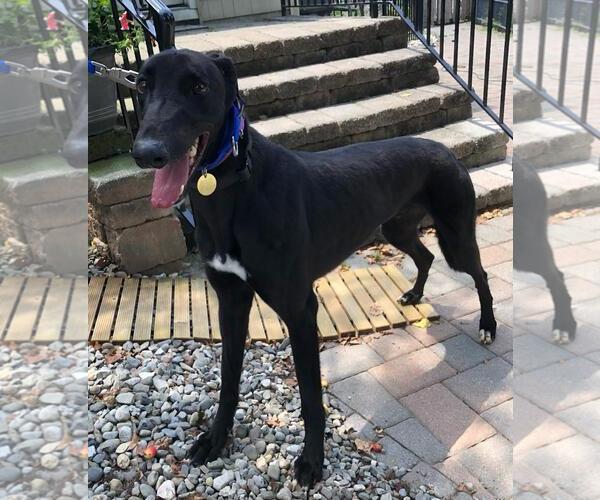 Medium Photo #3 Greyhound Puppy For Sale in Cherry Hill, NJ, USA