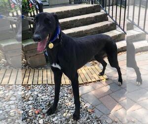 Spartan - Male Greyhound Dog for Adoption - Photo #3