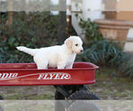 Small Photo #6 Pyredoodle Puppy For Sale in EATONTON, GA, USA