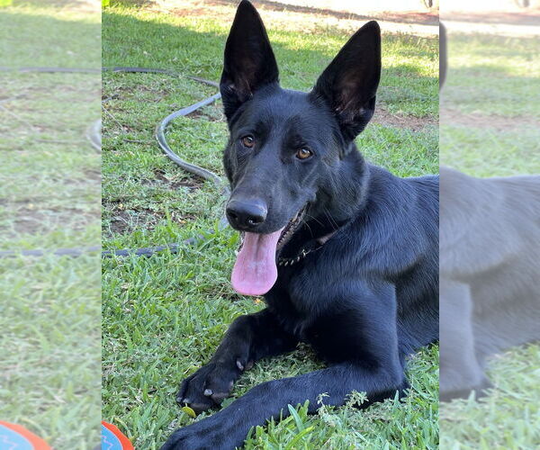 Medium Photo #1 German Shepherd Dog Puppy For Sale in Dana Point, CA, USA