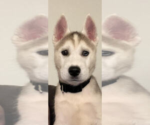 Siberian Husky Puppy for sale in BARDSTOWN, KY, USA