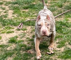 American Bully Puppy for sale in RIDGE, NY, USA