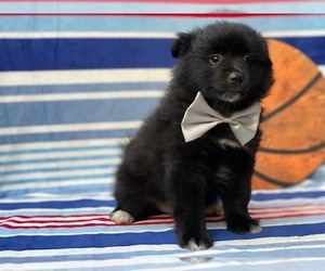 Pomeranian Puppy for sale in LANCASTER, PA, USA