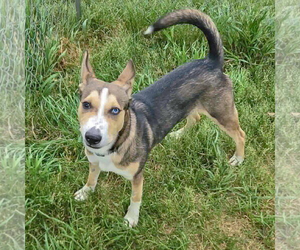 Medium Photo #6 Gerberian Shepsky Puppy For Sale in Huntley, IL, USA