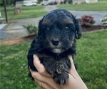 Small Photo #1 Poodle (Toy)-Yorkshire Terrier Mix Puppy For Sale in MOCKSVILLE, NC, USA