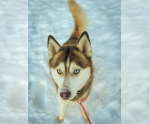 Father of the Siberian Husky puppies born on 01/22/2025