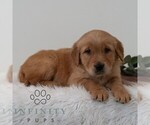 Small #4 Golden Retriever