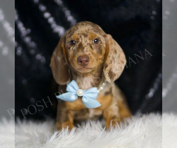 Medium Photo #1 Dachshund Puppy For Sale in WARSAW, IN, USA