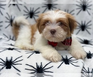 Lhasa Apso Puppy for sale in LAKELAND, FL, USA