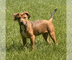 Small Dachshund Mix