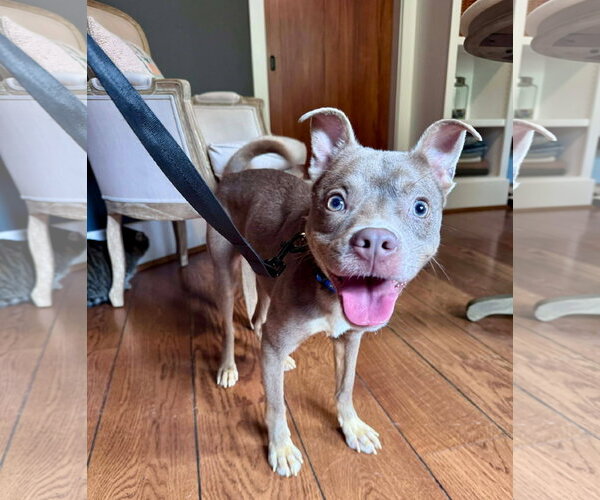 Medium Photo #6 Chihuahua-Unknown Mix Puppy For Sale in Germantown, OH, USA
