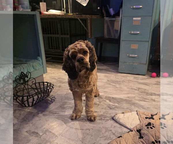 Medium Photo #1 Cocker Spaniel Puppy For Sale in Westwood, NJ, USA