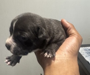 American Bully Puppy for sale in LOUISVILLE, KY, USA