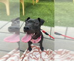 Small #9 American Pit Bull Terrier Mix