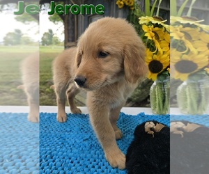 Golden Retriever Puppy for sale in FREMONT, MI, USA