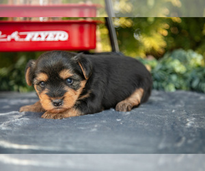 Medium Yorkshire Terrier