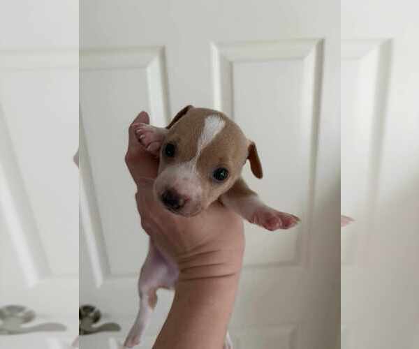 Medium Photo #3 Beagle-Chihuahua Mix Puppy For Sale in Princeton, MN, USA