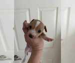 Small #2 Beagle-Chihuahua Mix