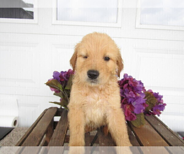 Medium Photo #6 Golden Retriever Puppy For Sale in KALAMAZOO, MI, USA
