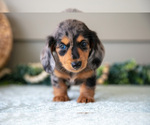 Small Photo #16 Dachshund Puppy For Sale in WILLARD, OH, USA